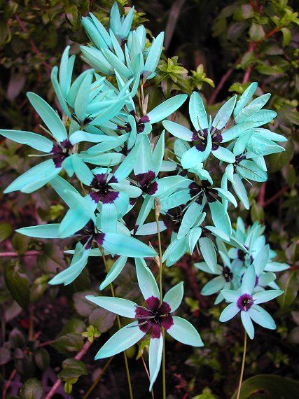 some very pretty blue flowers by some bushes