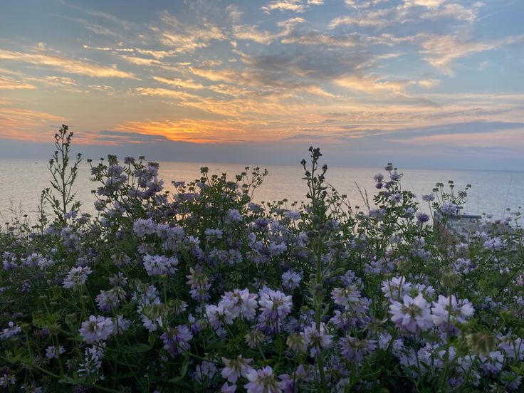 purple flowers in the foreground with water and clouds in the background at sunset or dawn