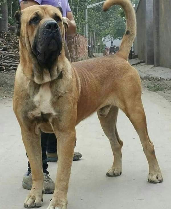 a large brown dog standing on top of a cement road next to a person wearing a purple shirt