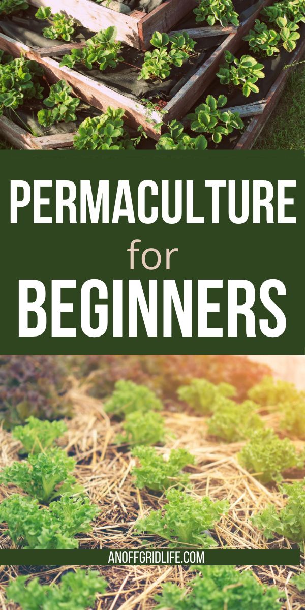 the title for permaculture for beginners is shown in green and brown