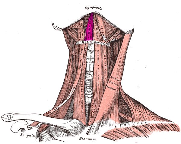 a drawing of the back of a woman's neck and upper part, with muscles highlighted