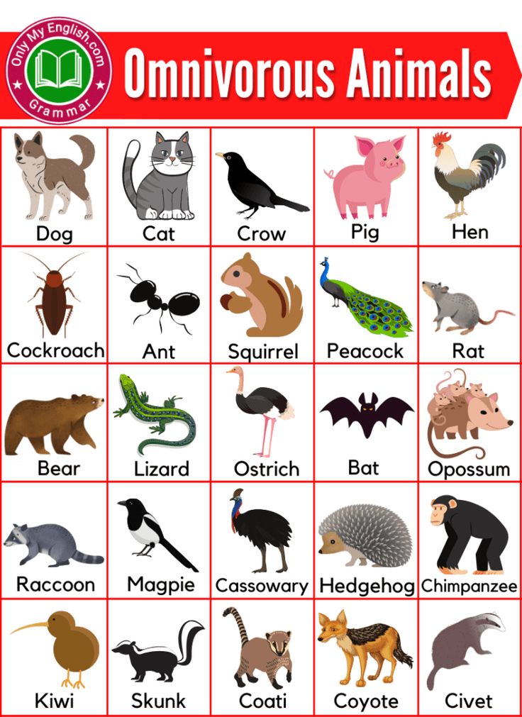 an animal chart with different types of animals and their names in english, spanish, and chinese