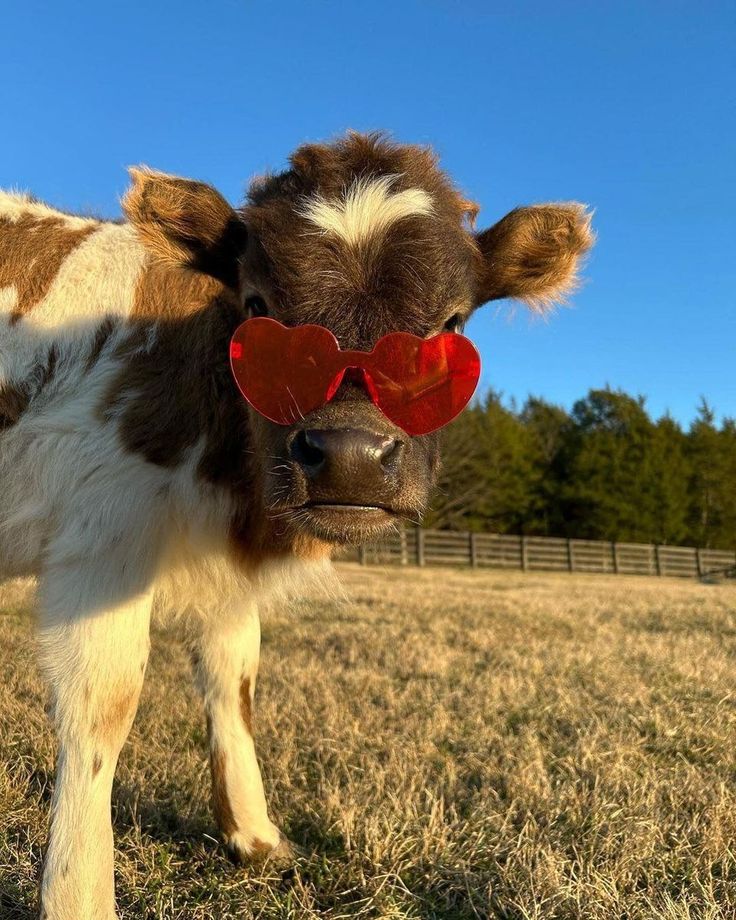 a brown and white cow wearing heart shaped sunglasses