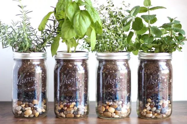 three mason jars filled with plants and rocks