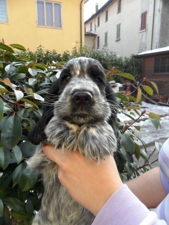 a person holding a dog in their hand near some bushes and trees with snow on them