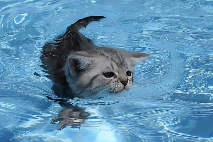 a cat is swimming in the water with its head above the water's surface