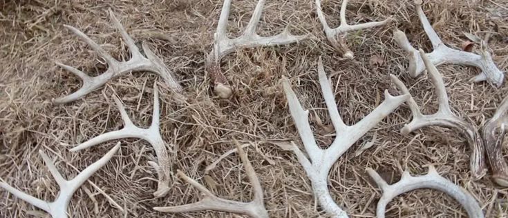 some white antlers are laying on the ground