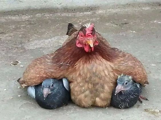 two chickens laying on the ground with their heads in each other's butts