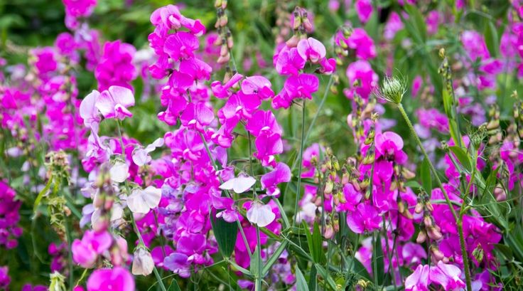 purple flowers are blooming in the garden