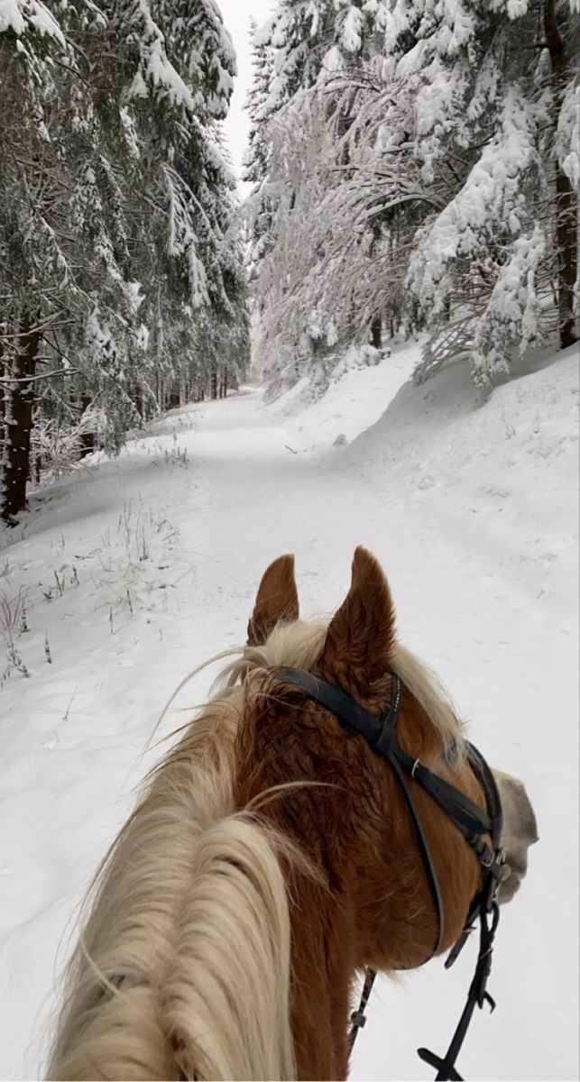 a brown horse standing on top of a snow covered forest