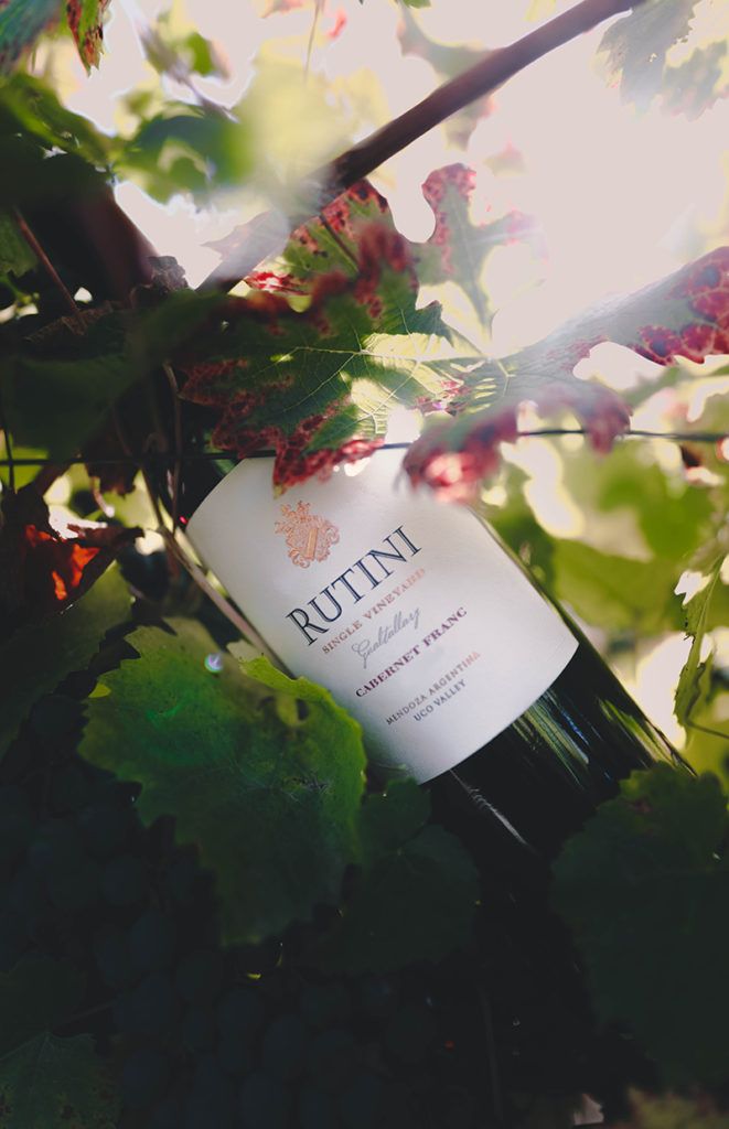 a bottle of wine sitting on top of a vine filled with green and red leaves