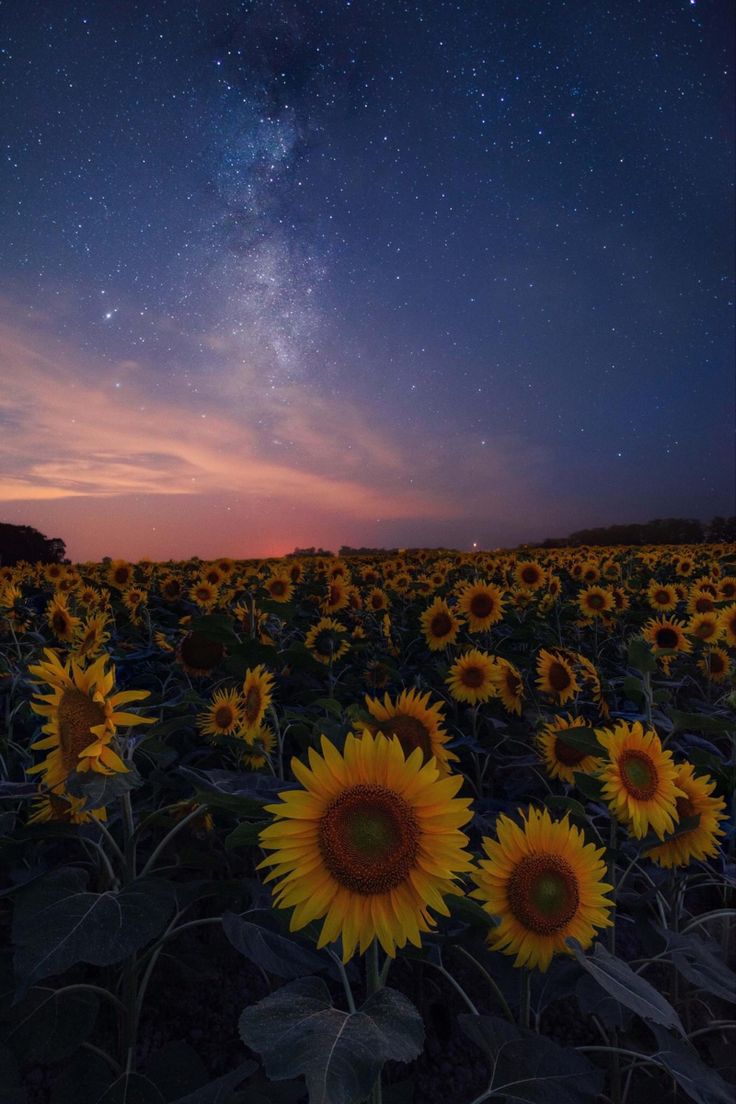 a field full of sunflowers under the night sky