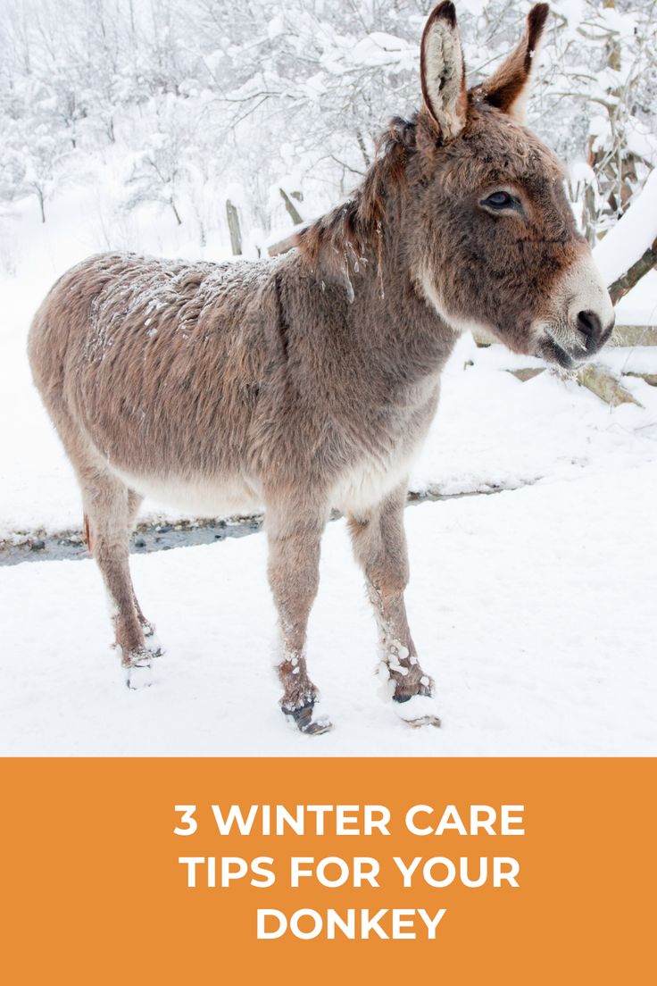 a donkey standing in the snow with text that reads, 3 winter care tips for your donkey