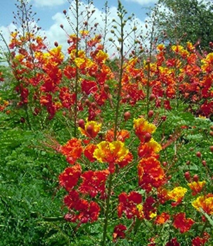 red, yellow and orange flowers in a field