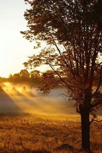 the sun is shining through the trees and fog in the field, with grass on both sides