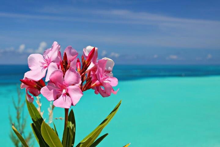 pink flowers are blooming in front of the blue water and sky on an island