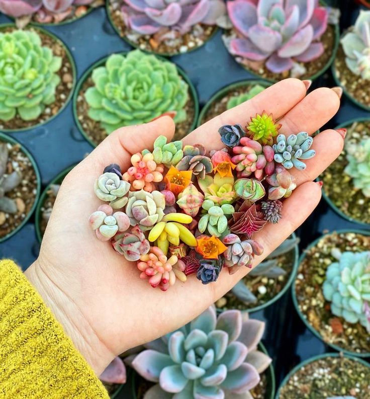 a person's hand holding small succulents in front of many potted plants