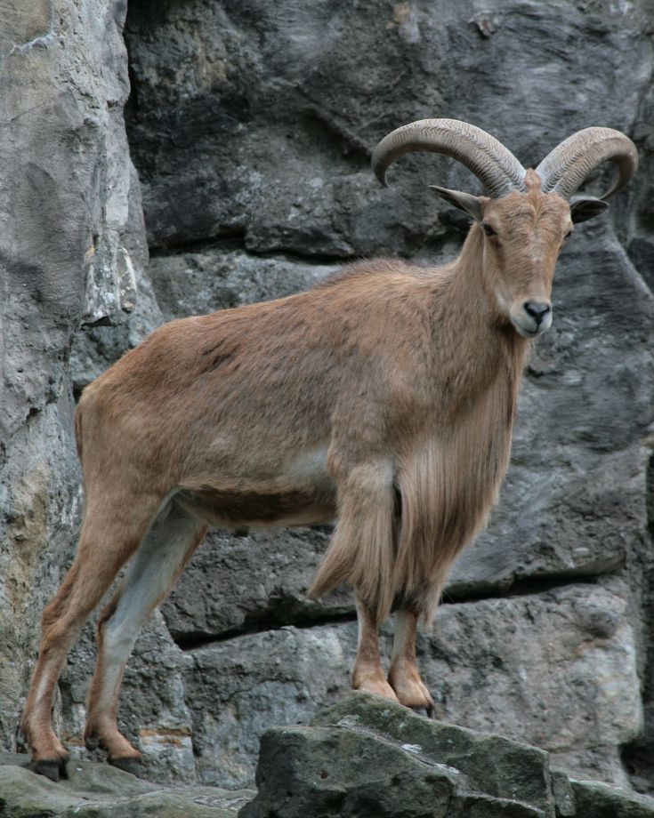 an animal with long horns standing on some rocks