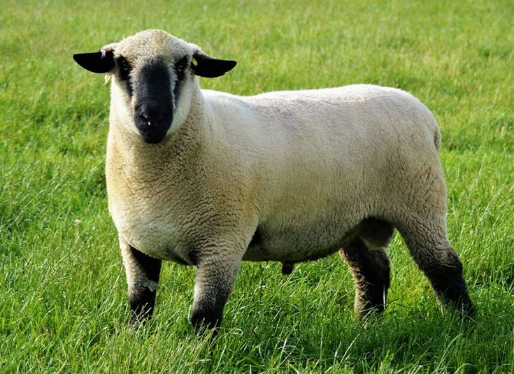 a sheep standing in the middle of a grassy field with it's head turned to the side