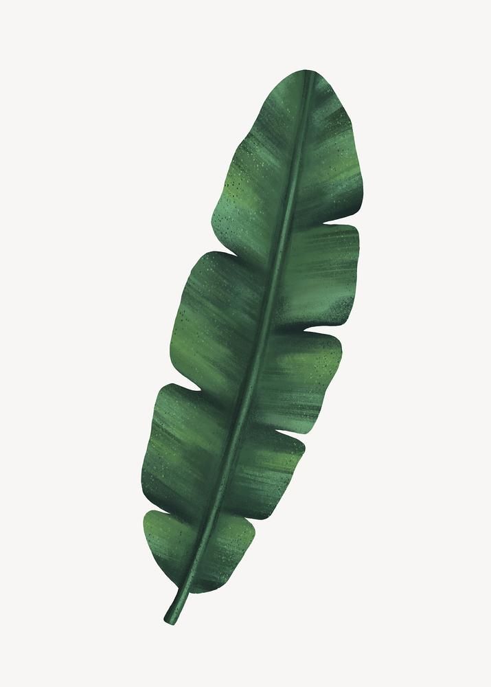 a green leaf on a white background