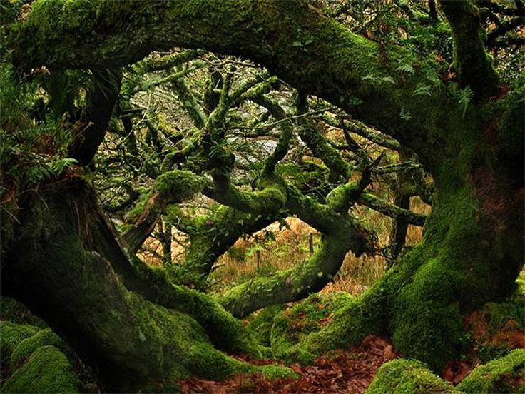 an image of moss covered trees in the woods