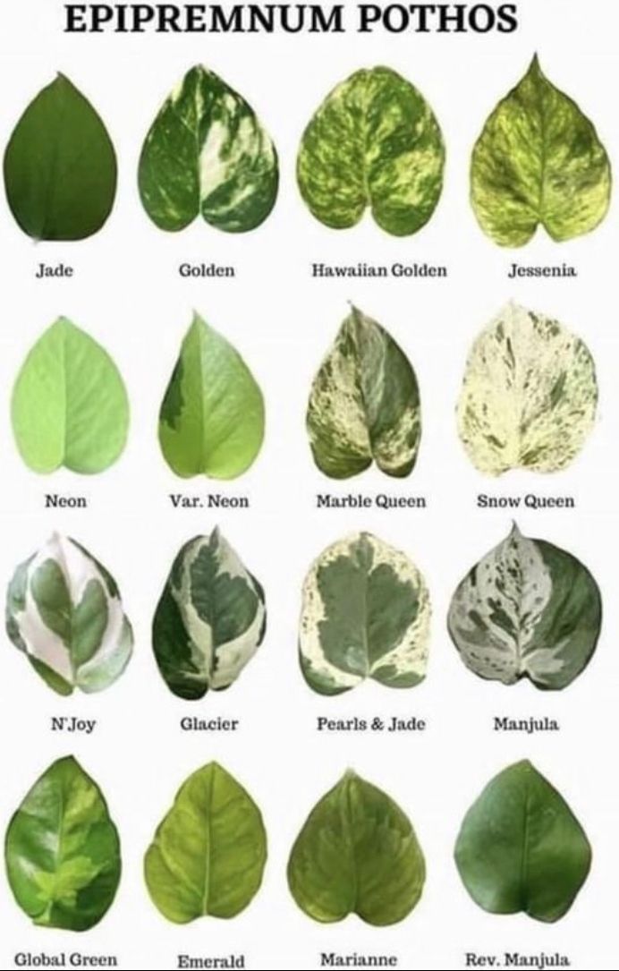 different types of leaves with the names of them