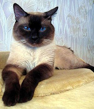 a siamese cat sitting on top of a yellow bed in front of a wall