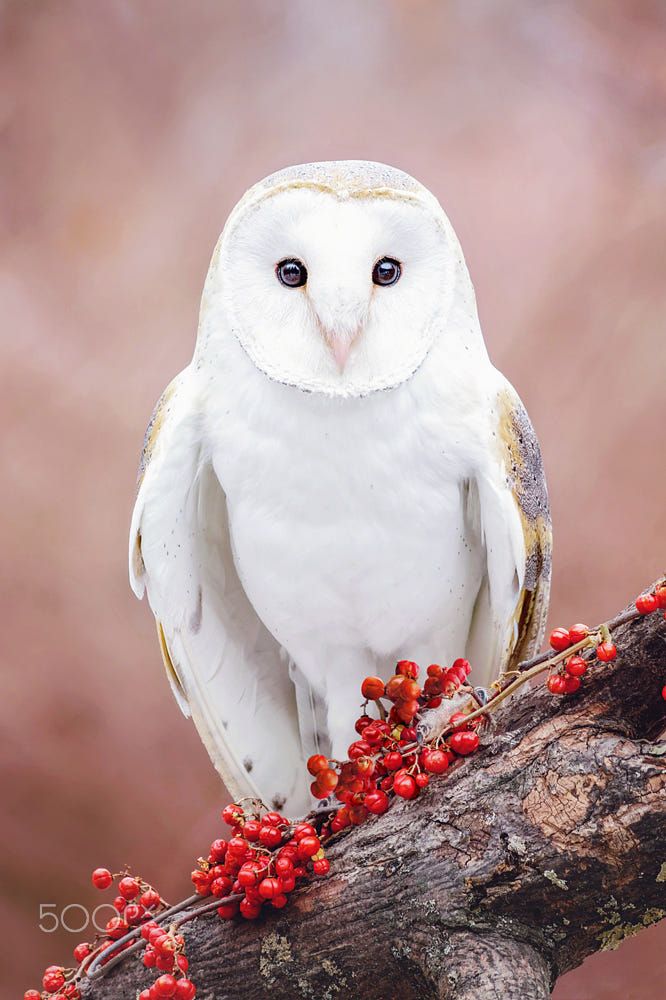 an owl sitting on top of a tree branch with berries all over it's body