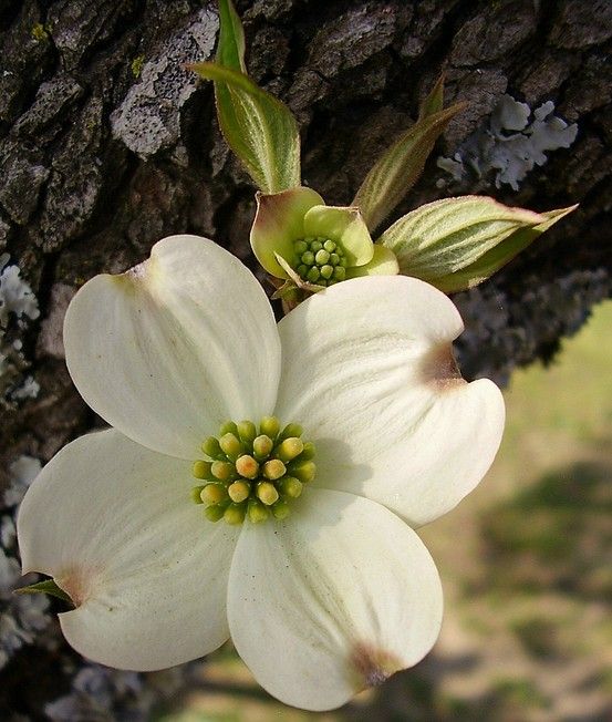 two white flowers blooming on the side of a tree