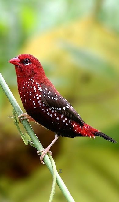 a red and black bird sitting on top of a plant