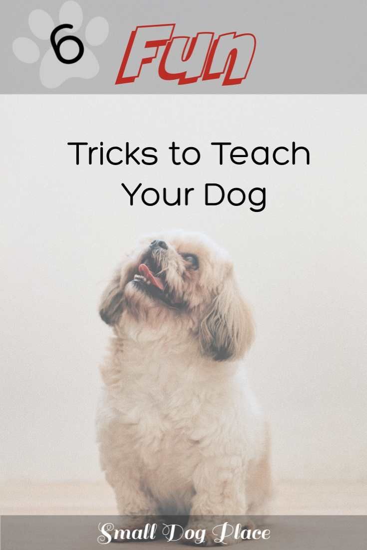 a dog sitting on top of a wooden floor next to a sign that says, 6 fun tricks to teach your dog