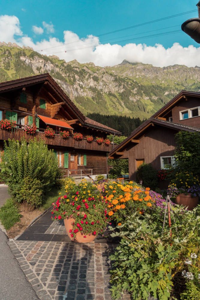 an outdoor area with flowers and plants in the foreground, mountains in the background