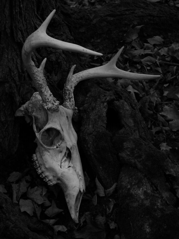 a deer skull with large antlers laying on the ground