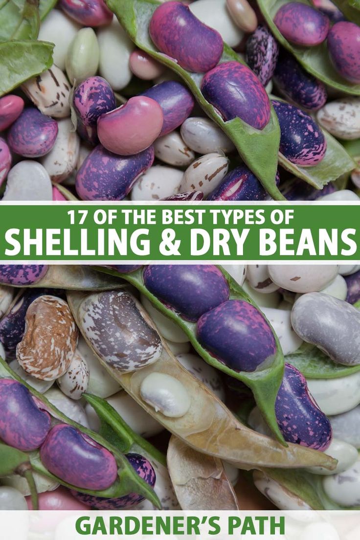 the best types of shelling and dry beans garden's path, by gardener's path