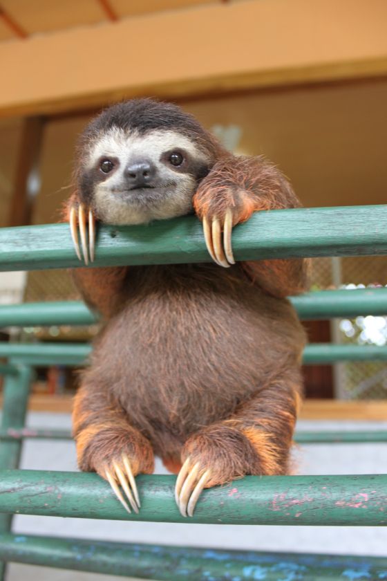 a baby sloth hanging on the side of a green rail with its paws over it's head