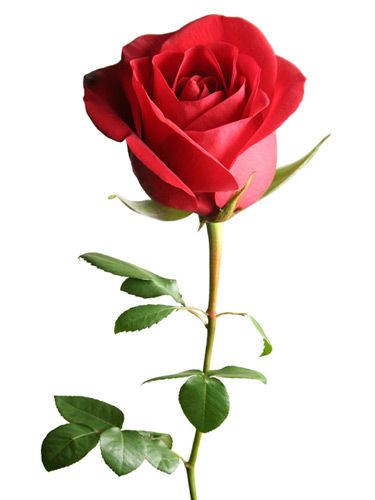 a single red rose with green leaves on a white background