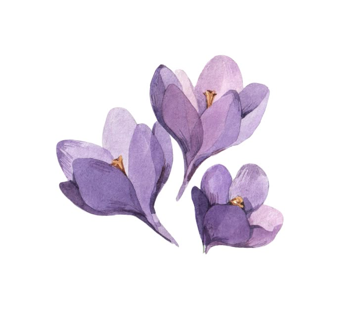 three purple flowers are shown on a white background