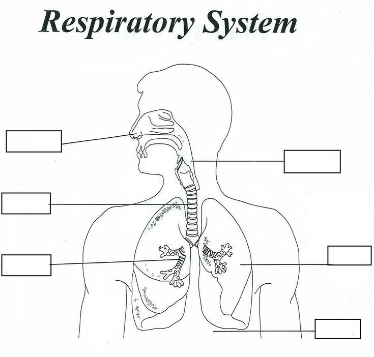 worksheet Respiratory System Drawing Aesthetic, Human Respiratory System Drawing, Respiratory System Drawing Easy, Human Respiratory System Diagram, Respiratory System Drawing, Respiratory System Diagram, Human Ear Diagram, Respiratory System Worksheet, Respiratory System Activities