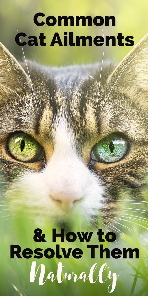 a close up of a cat's face with the words, common cat aliments and how to remove them naturally