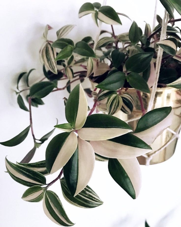 a plant with white and green leaves in a vase