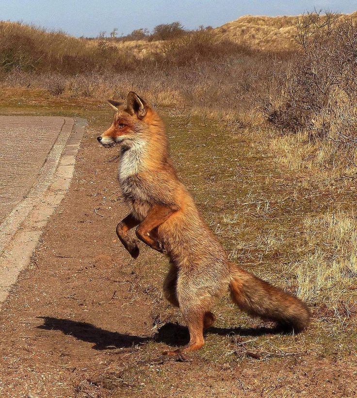 a red fox standing on its hind legs in the middle of a dirt and grass road