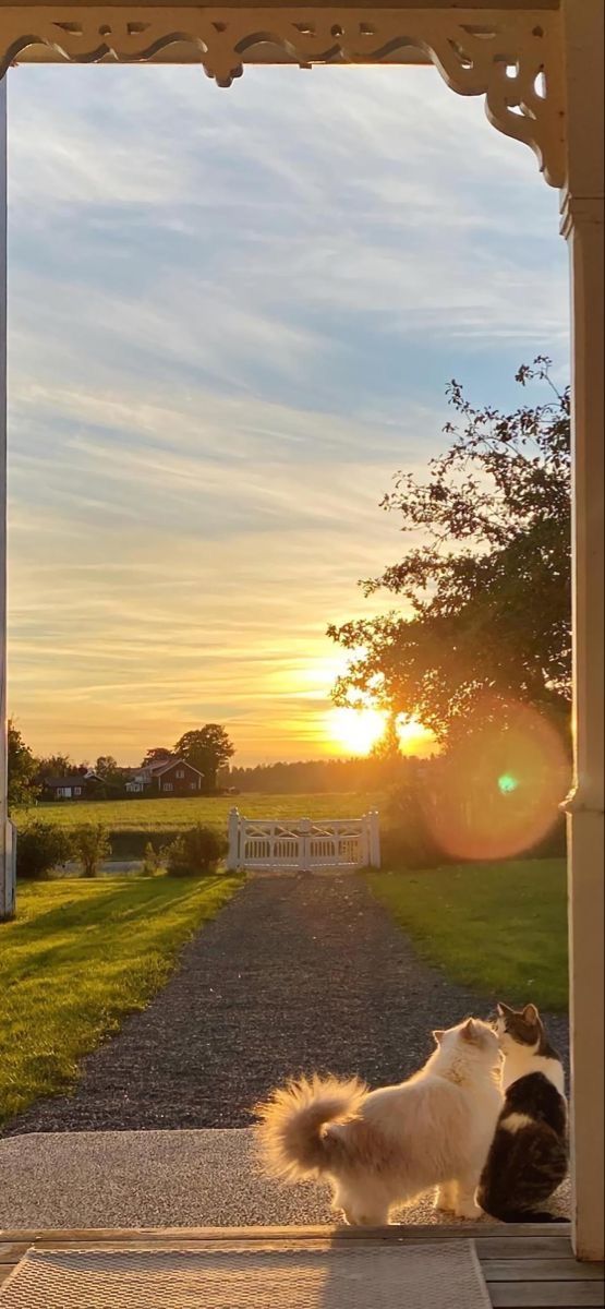 two cats are sitting on the porch looking at the sunset