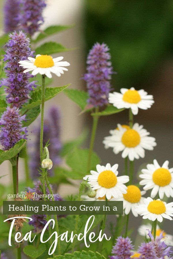 purple and white flowers with text overlay that reads, healing plants to grow in a tea garden