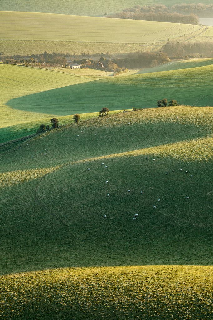 sheep are grazing in the green rolling hills