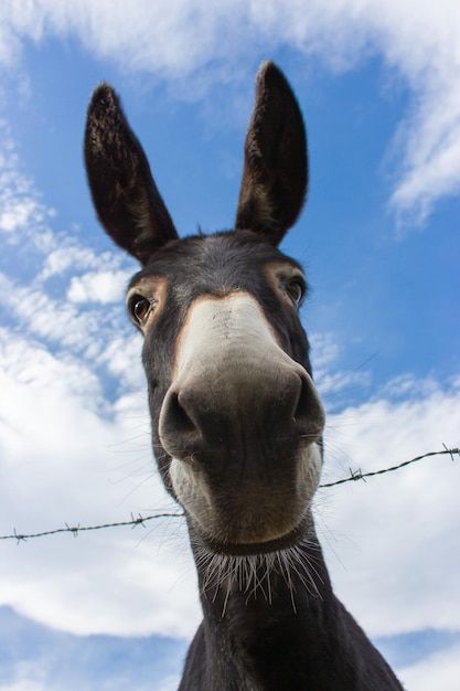 a donkey looking at the camera while standing in front of a barbed wire fence and blue sky