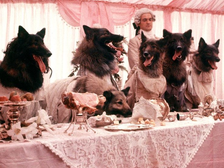 a group of dogs sitting on top of a table next to each other in front of a woman