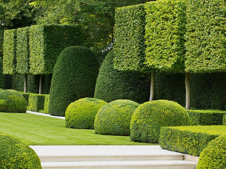 a row of trimmed bushes in the middle of a garden