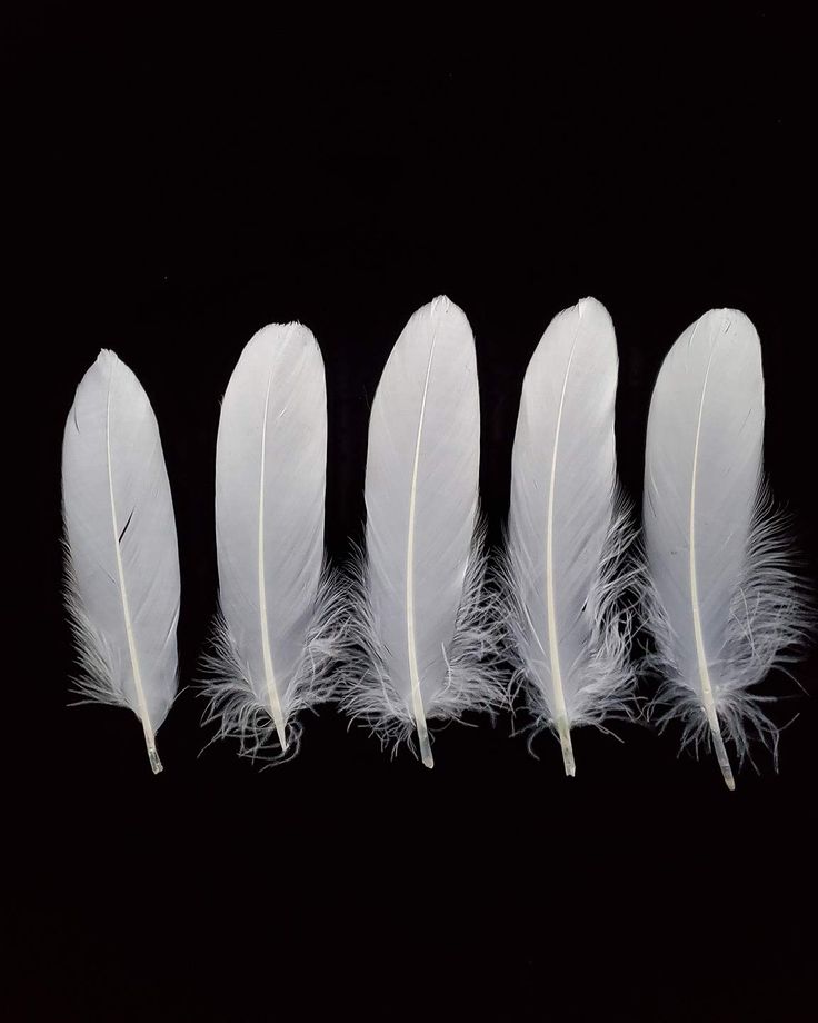 four white feathers lined up in a row