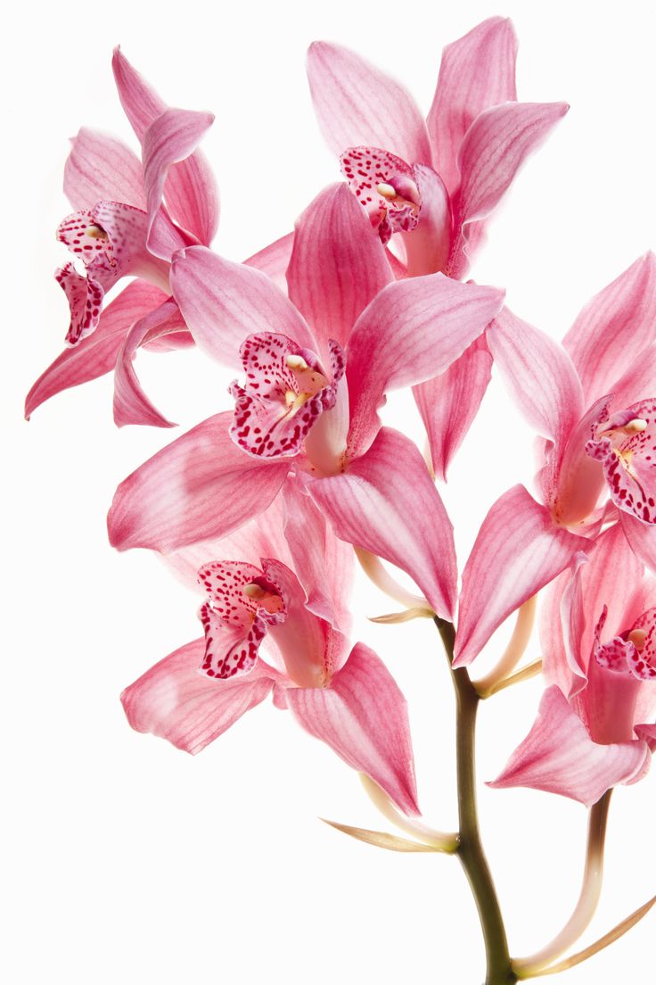 pink orchids are blooming on a white background