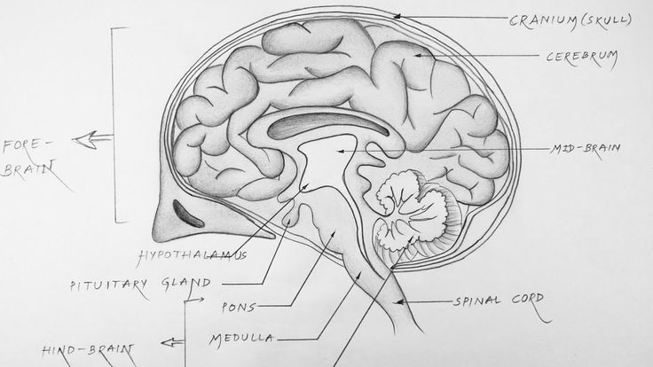 a diagram of the human brain with labels on it